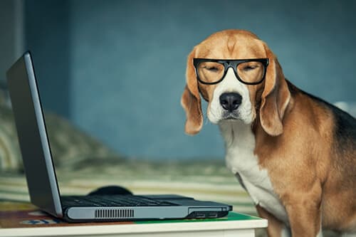 Annoyed dog with glasses at laptop